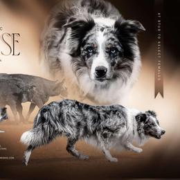 Cruise - Border Collie
