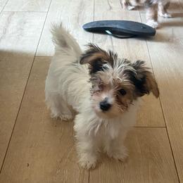 Ink Puppy - Parti male Yorkshire Terrier puppy in Black Canyon City, Arizona from Sweet Hart Yorkies