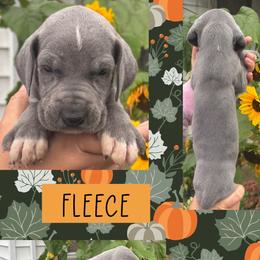 Fleece - Blue female Great Dane puppy in Wellsville, New York from Prophecy Danes