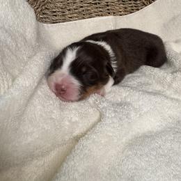 Australian Shepherd Puppies from Hannah Taylor