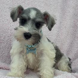 Josie Female 3 - Parti female Miniature Schnauzer puppy in Pageland, South Carolina from New Haven Farms