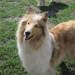 Adele - Collie