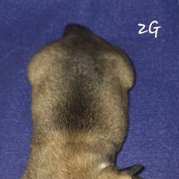 Miss Pink - Red female Pembroke Welsh Corgi puppy in Gig Harbor, Washington from Pacific Northwest Pembroke Welsh Corgis