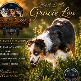 Gracie - Toy Australian Shepherd