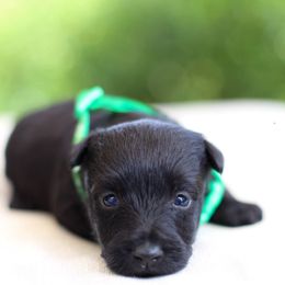 Boy 4 - male Scottish Terrier puppy in Mount Joy, Pennsylvania from K&M Kennel