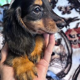 Fritz - Black and tan male Dachshund puppy in Argos, Indiana from TKO Doxies