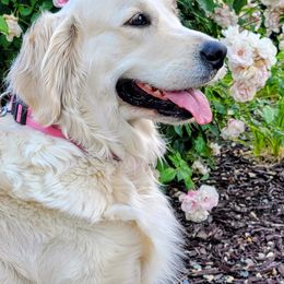 MILLIE - Golden Retriever