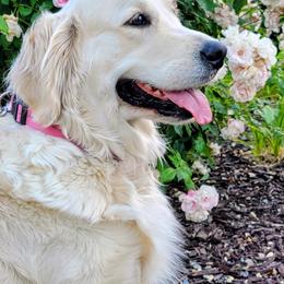MILLIE - Golden Retriever