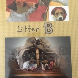 Beagle, Jack Russell Terrier, and Russell Terrier Puppies from Mountain Top