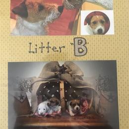 Beagle, Jack Russell Terrier, and Russell Terrier Puppies from Mountain Top