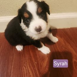 Syrah - Black tri female Miniature American Shepherd puppy in Longview, Washington from Rainy Rivers Farms
