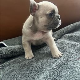 Hope - Fawn French Bulldog puppy in Sonoma, California from Wrinkle Boss FrenchBulldogs