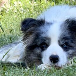 Border Collies and Bordoodles from Prophecy Kennels