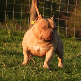 Escanor - American Bully
