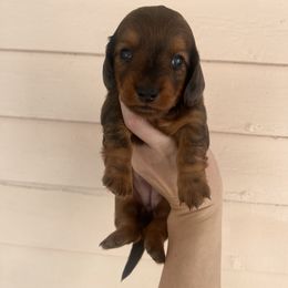 Dachshund Puppies from Royalty Grove Dachshunds
