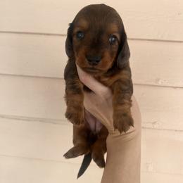 Dachshund Puppies from Royalty Grove Dachshunds