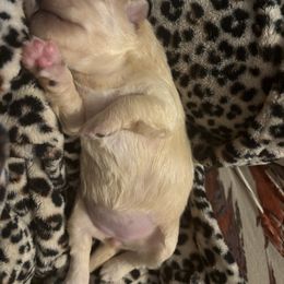 Chihuahua Puppies from Van Ausdoll Kennels
