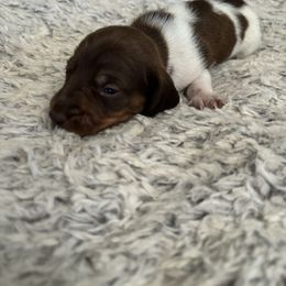 Dachshund Puppies from Rutherford Ranch Dachshunds