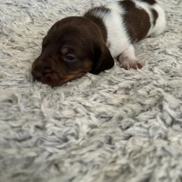 Dachshund Puppies from Rutherford Ranch Dachshunds