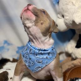 Khan - Blue fawn male American Bully puppy in Princeton, Texas from District 12 Kennels