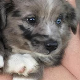 Miniature Australian Shepherd Puppies from Rowdy Ranch Tx
