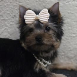 Little Jaiel Princess - Black and tan female Yorkshire Terrier puppy in Kissimmee, Florida from Twilights Yorkies FL