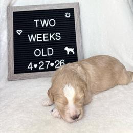 Crush - Yellow and white male Bernedoodle puppy in Sparrows Point, Maryland from Rosie’s Puppies