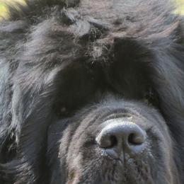 Sirius - Newfoundland