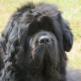 Sirius - Newfoundland