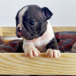 Australian Shepherd and Boston Terrier Puppies from Boston Tea Party Terriers