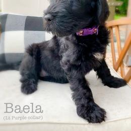 Labradoodle Puppies from Florida Doodle