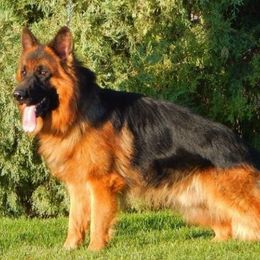 Blitz - German Shepherd