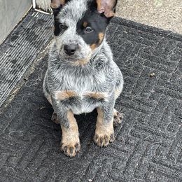 Australian Cattle Dog Puppies from 4Directions Cattle Dogs