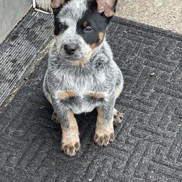 Australian Cattle Dog Puppies from 4Directions Cattle Dogs