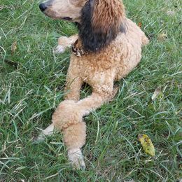 Poodle All Grown Up from Caney Creek Kennel & Grooming