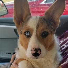 Dutton - Pembroke Welsh Corgi