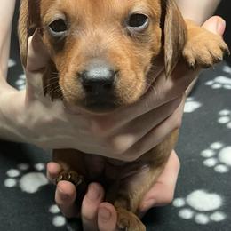 White - Dapple female Dachshund puppy in Saint Albans, Maine from Australian Cattle Cuties and littles