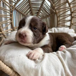Marisabell - Red tri-color female Australian Shepherd puppy in Grants Pass, Oregon from Carmel Mountain Aussies