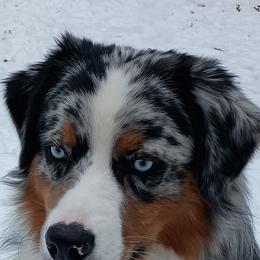 Australian Shepherds from Heart and Solberg Aussies