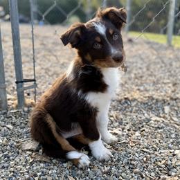 Eve - Red tri-color female Australian Shepherd puppy in Niles, Michigan from Tara's Australian Shepherds