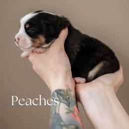 PEACHES - Black tri female Miniature American Shepherd puppy in Puyallup, Washington from FERGI’S GEMINI MAS