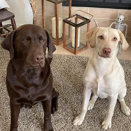 Labrador Retrievers from TRG Labradors
