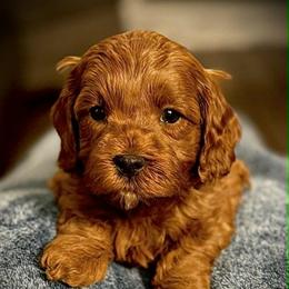 Lucas - Red male Cavapoo puppy in North Branch, Minnesota from Rosie’s Pups MN