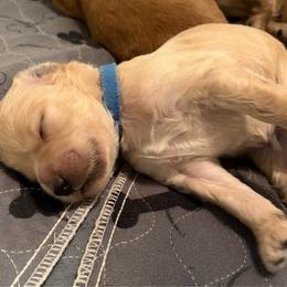 Ash - Cream male Goldendoodle puppy in Indiana, Pennsylvania from Kathy's Doodles