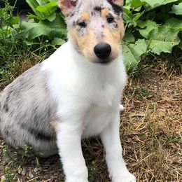 Collies from Encore Collies