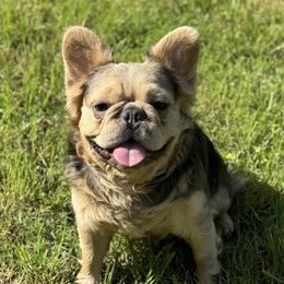 Frankie - French Bulldog