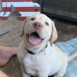 Girl 1 - Yellow Labrador Retriever puppy in Texas from Adeline Ranch Labradors